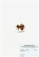 藏品(旋花藻)的圖片